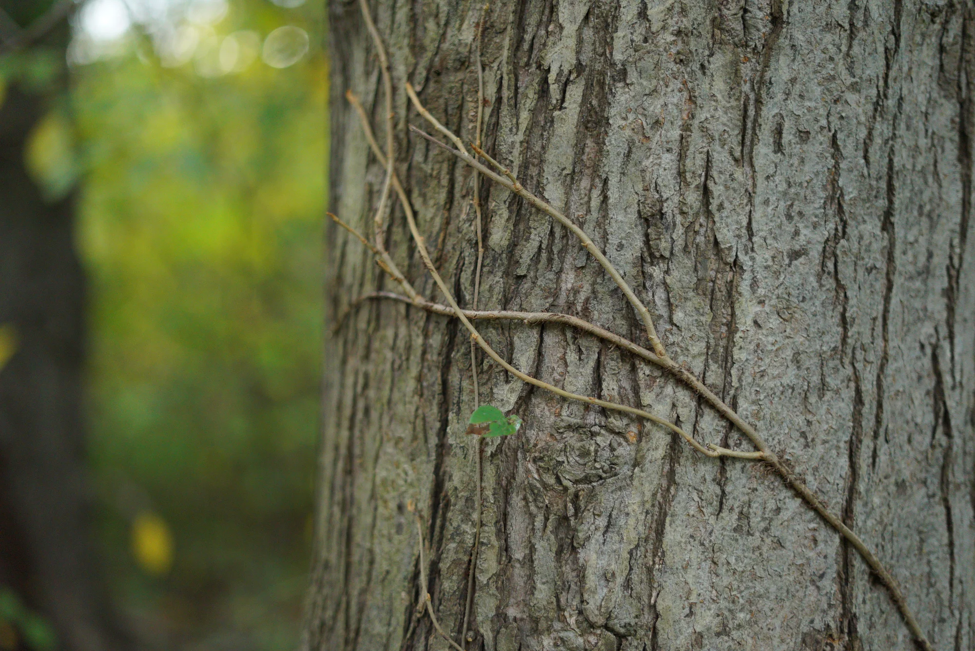 tree closeup